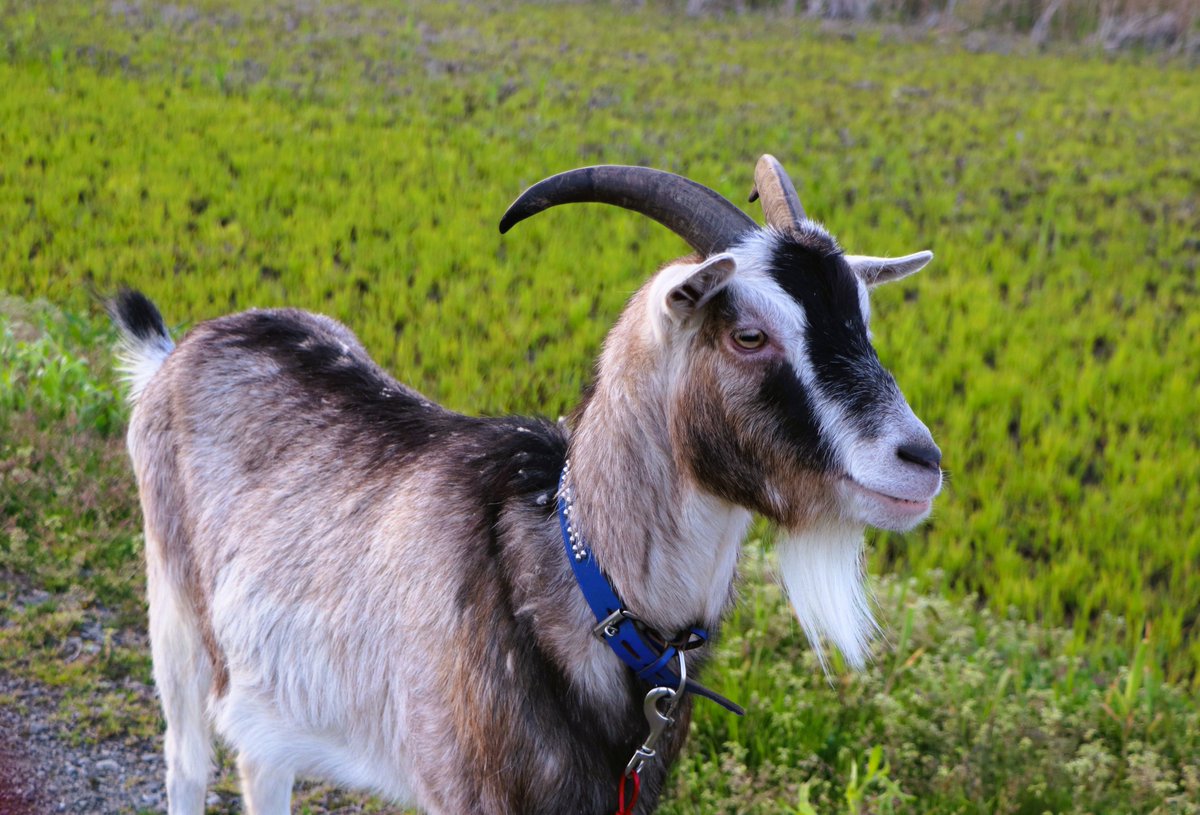 hotoria2012's tweet photo. 今年も「ほとべぇ」が帰ってきます！🐐
現在のところ、4月25日（土）に着任予定です☺
※よくご質問いただきますが、
毎年同じヤギです💦

#ほとりあ #ほとべぇ #ヤギ #春の訪れ #自然と暮らす #鶴岡市 #庄内 #湿地 #環境教育 #里山 https://t.co/CGBzzuwA55