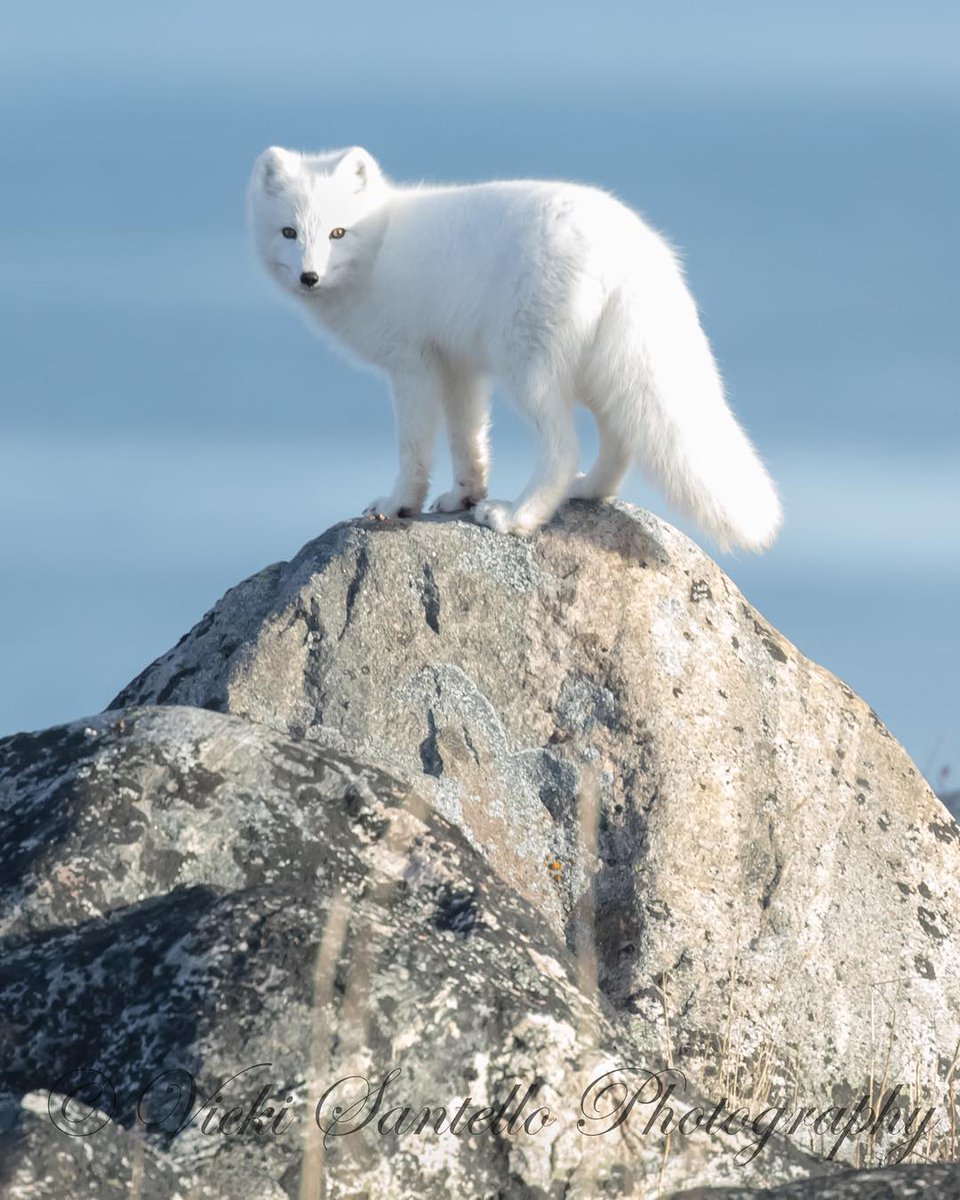 Daily Arctic Fox tweet media