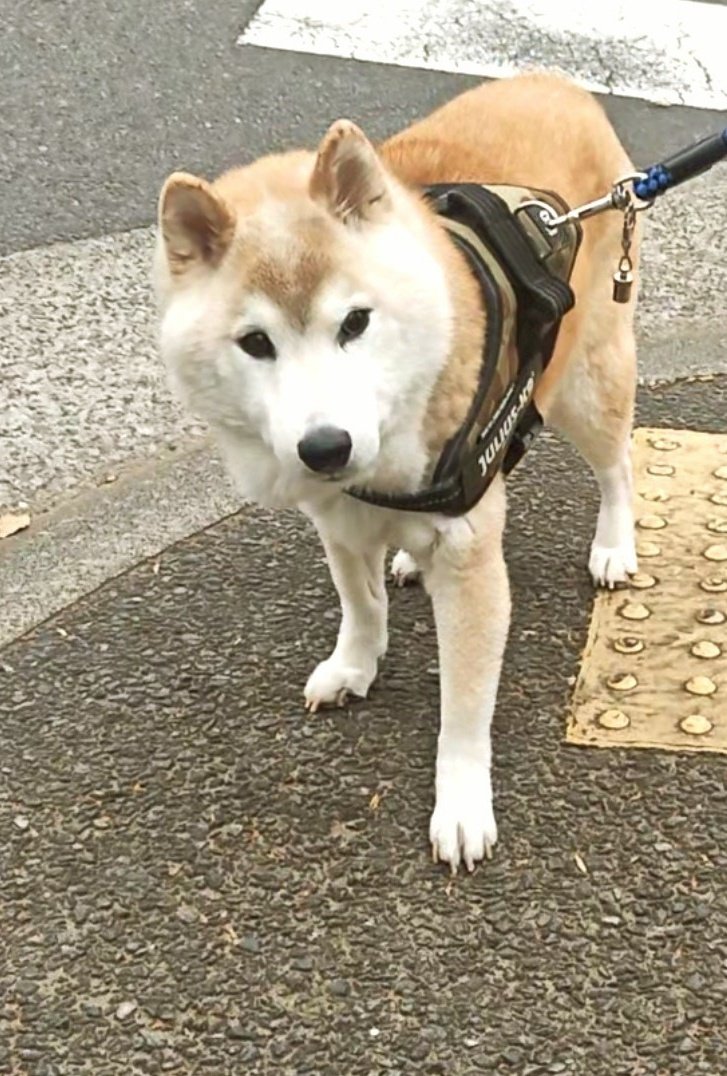 ヤマさん tweet media