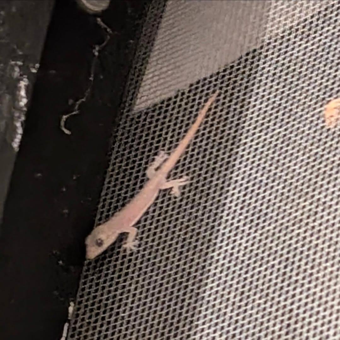 PMounou's tweet image. Les minis bébés crottes de nez 
Ils sont PARTOUT! Hahaha je les adore 

#gecko #nursery 👶👶👶