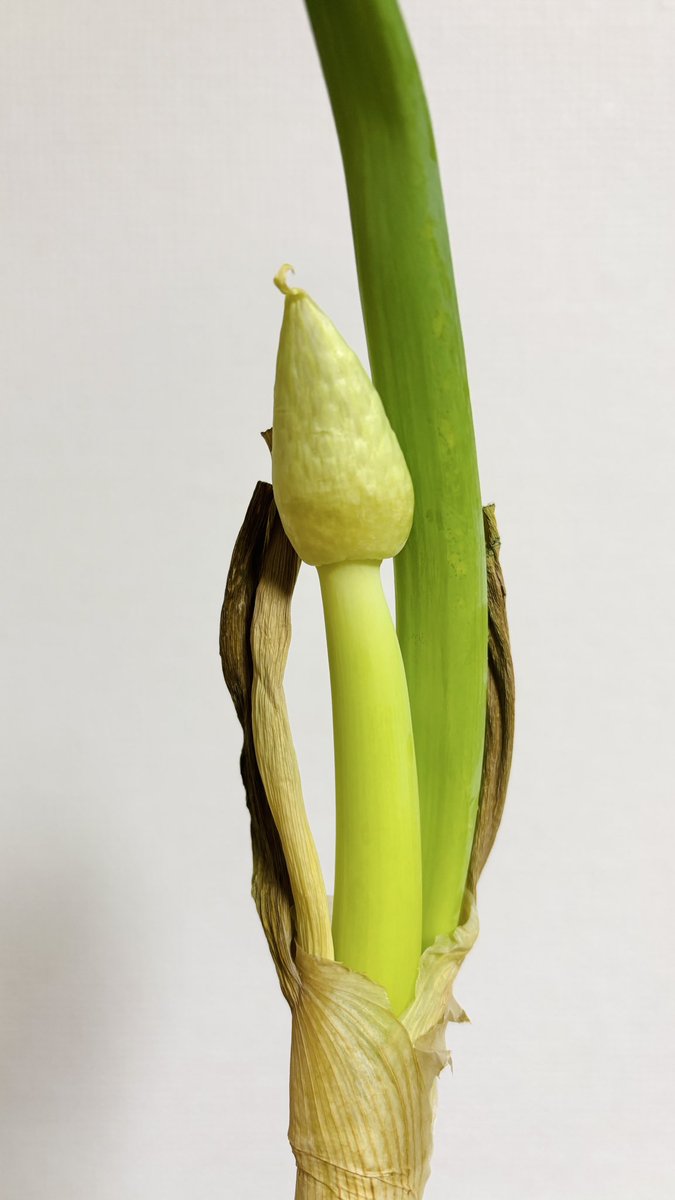 ジャイアント麗子/GiantReiko tweet media