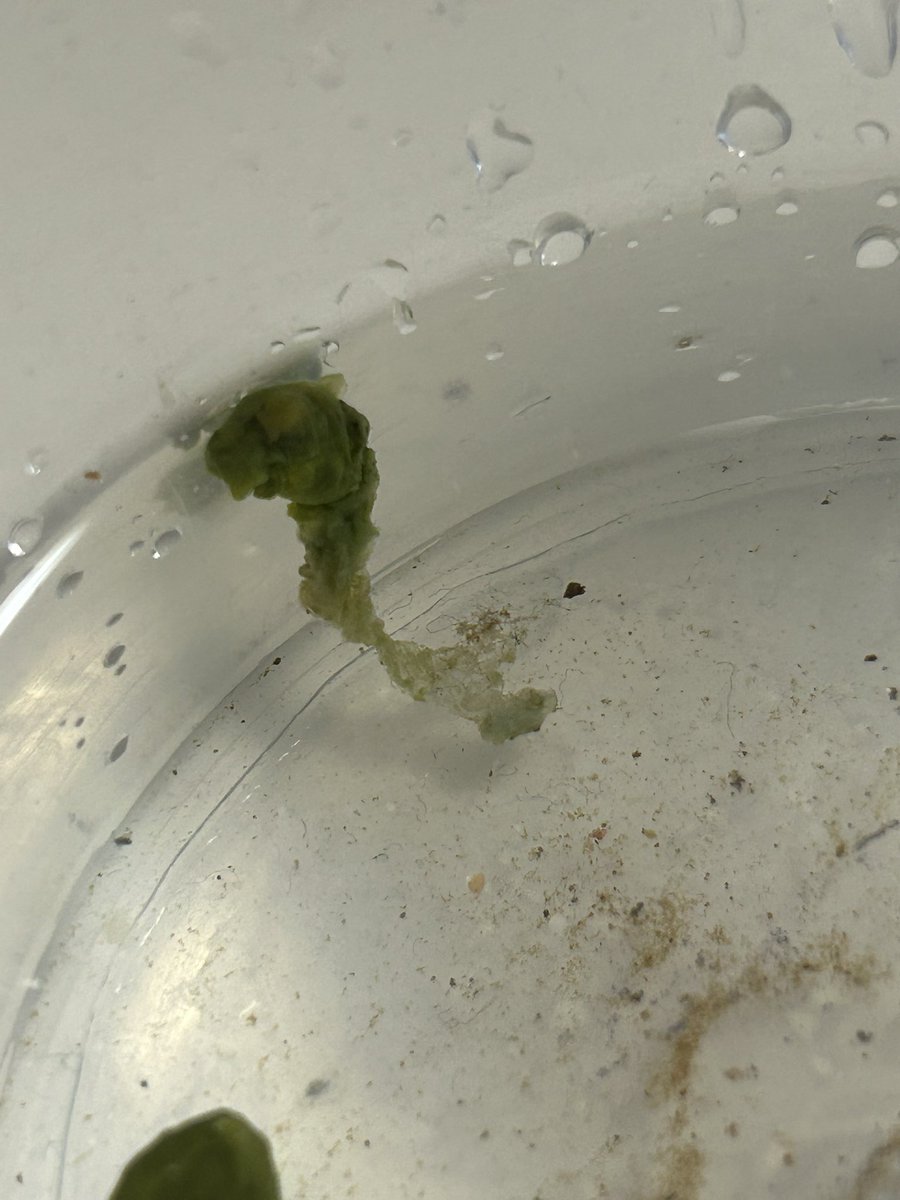 ムッスリーナ tweet media