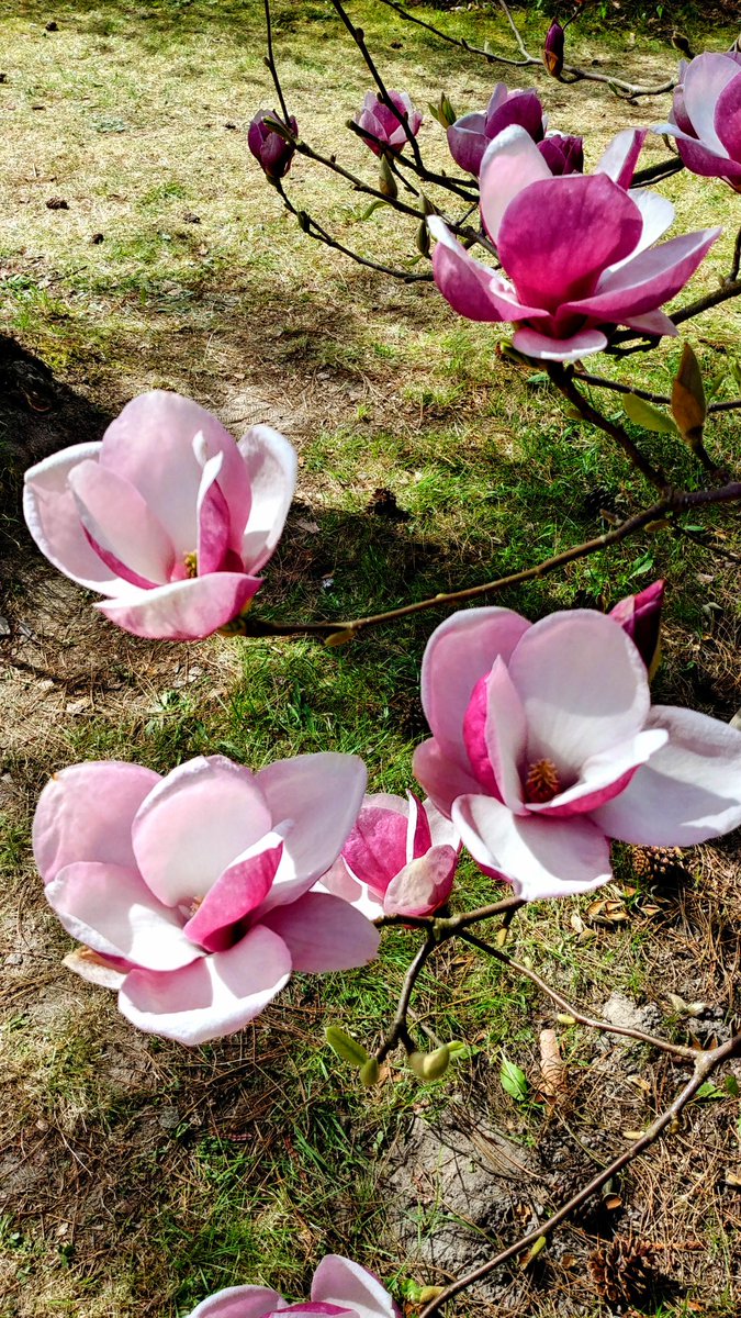 Fazi68407667's tweet image. #naturepower