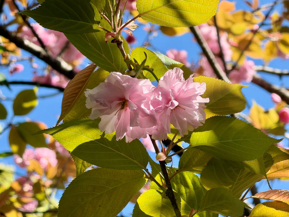 TonogayatoTeien's tweet image. 来園されたお客様を出迎えるように咲く #殿ヶ谷戸庭園 唯一の #八重桜「#関山」。
日本を原産とする八重桜の代表種で、花びらが多く重なる大輪の #花 を咲かせるため、かなり見応えのある #桜 です。
庭園出入口の高いところで花をつけていますので、見上げてみてくださいね。
#カンザン #ヤエザクラ
