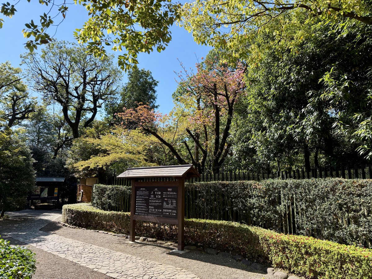 TonogayatoTeien's tweet image. 来園されたお客様を出迎えるように咲く #殿ヶ谷戸庭園 唯一の #八重桜「#関山」。
日本を原産とする八重桜の代表種で、花びらが多く重なる大輪の #花 を咲かせるため、かなり見応えのある #桜 です。
庭園出入口の高いところで花をつけていますので、見上げてみてくださいね。
#カンザン #ヤエザクラ