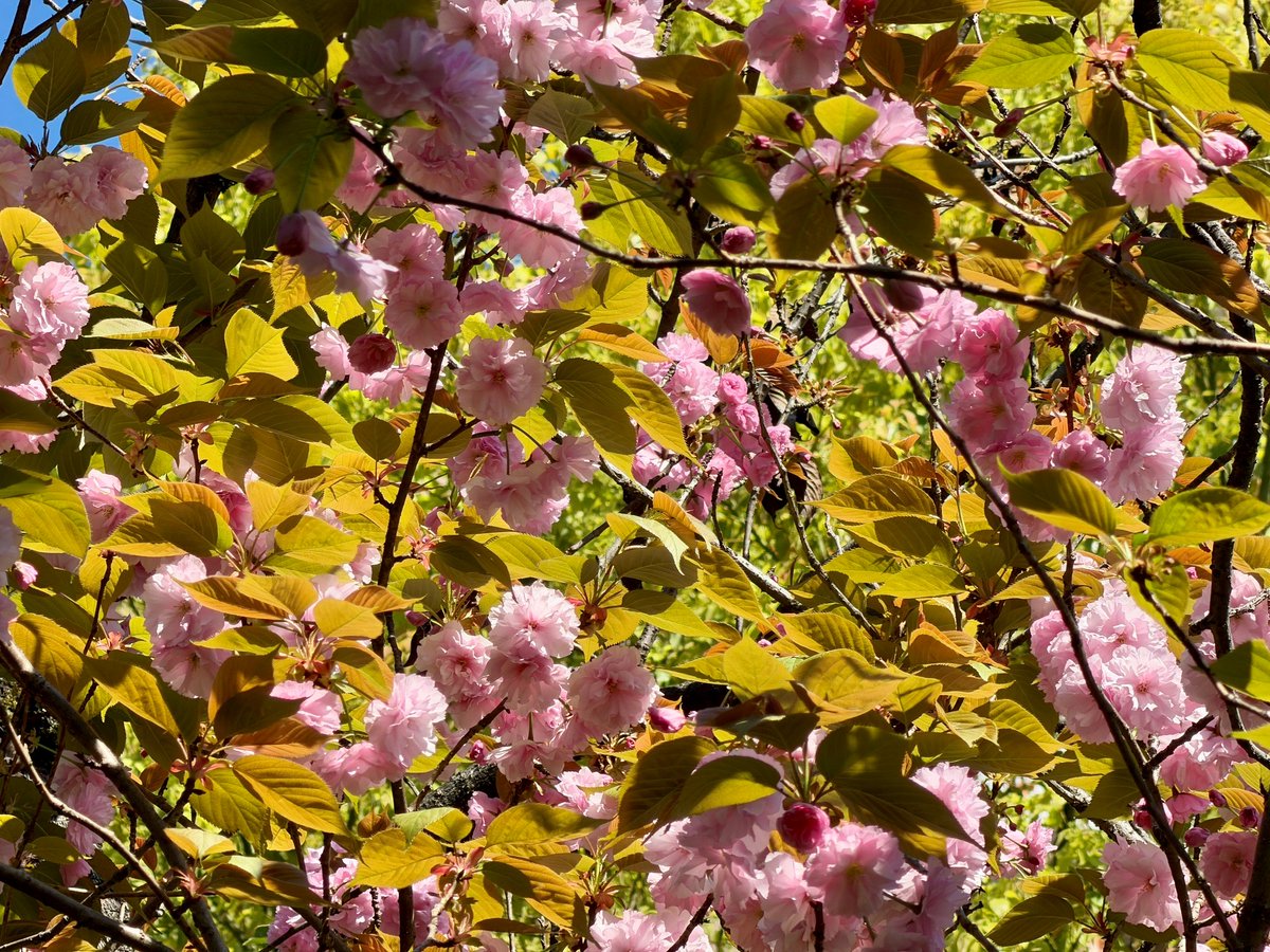 TonogayatoTeien's tweet image. 来園されたお客様を出迎えるように咲く #殿ヶ谷戸庭園 唯一の #八重桜「#関山」。
日本を原産とする八重桜の代表種で、花びらが多く重なる大輪の #花 を咲かせるため、かなり見応えのある #桜 です。
庭園出入口の高いところで花をつけていますので、見上げてみてくださいね。
#カンザン #ヤエザクラ