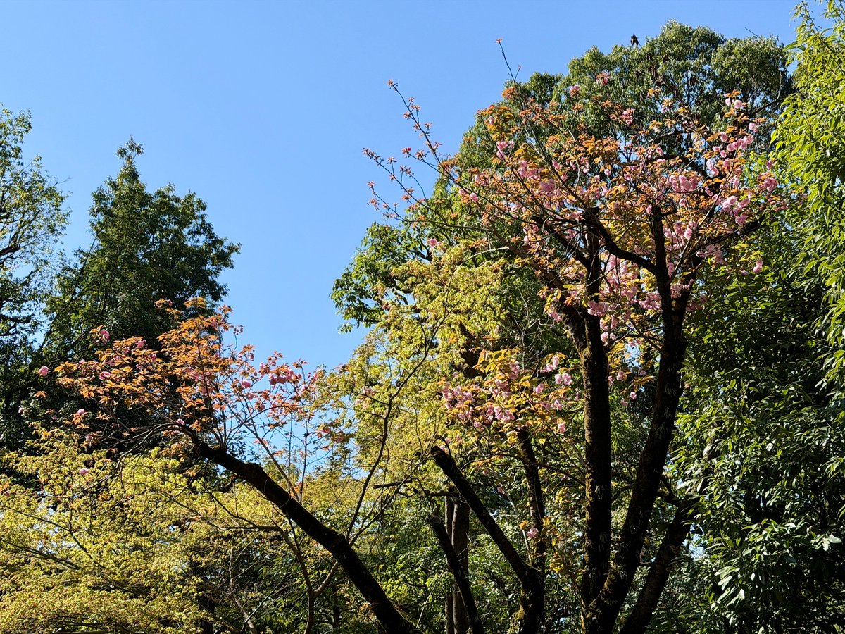 TonogayatoTeien's tweet image. 来園されたお客様を出迎えるように咲く #殿ヶ谷戸庭園 唯一の #八重桜「#関山」。
日本を原産とする八重桜の代表種で、花びらが多く重なる大輪の #花 を咲かせるため、かなり見応えのある #桜 です。
庭園出入口の高いところで花をつけていますので、見上げてみてくださいね。
#カンザン #ヤエザクラ