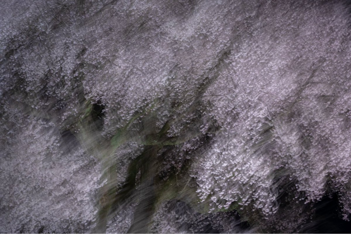 tokyocamerajp's tweet image. joyeuxnoelさんの投稿作品。リツイート＆いいね！大歓迎です。
tokyocameraclub.com/mstdn/joyeuxno…
 #mastodon #マストドン #Photograph #Photography