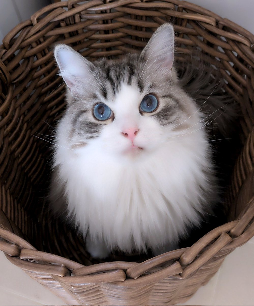 青い瞳のねこ (@jayro8376) / Posts / X