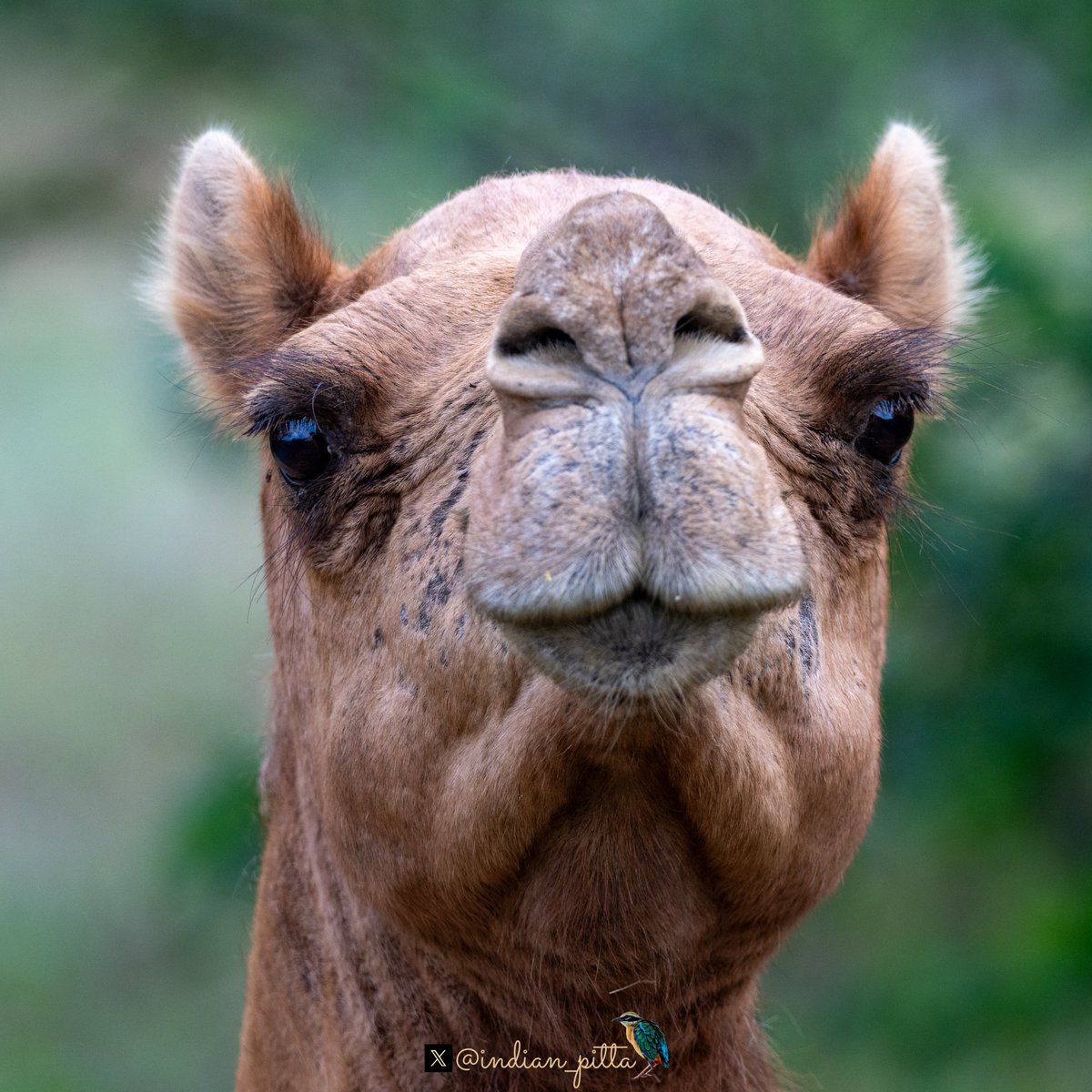 indian_pitta's tweet image. Share your Look at You Photographs !!