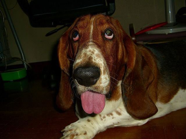 べあうるふ(BareWolf)@ケモ小説書いてます tweet media