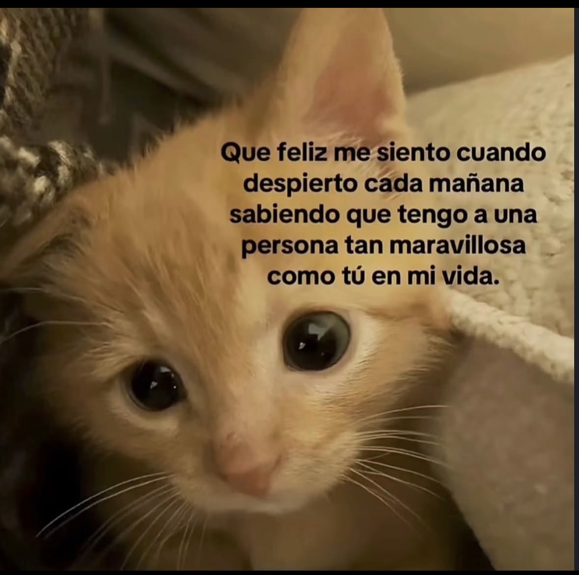 Zaid Ramos tweet media