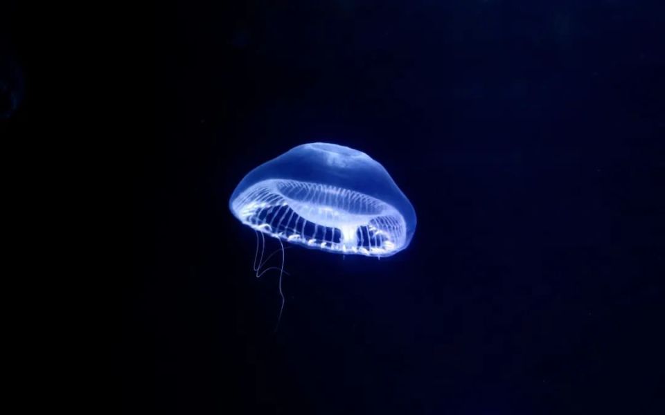 Marc Franzot tweet media