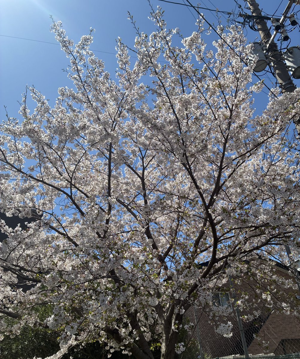 trakuda's tweet photo. 今日はお天気も良いし桜も綺麗です https://t.co/ov3sUivBLB
