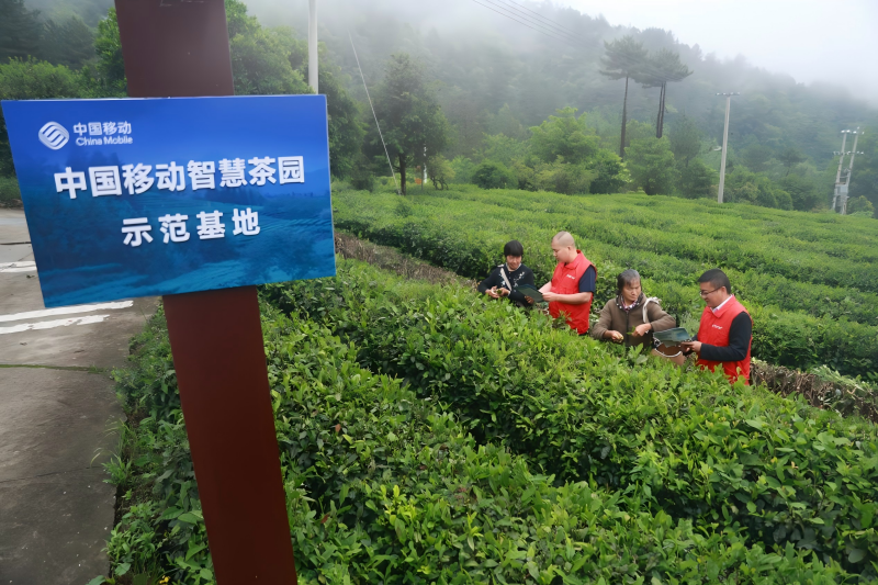 ChinaMobile7's tweet image. 🍵China Mobile uses 5G &amp;amp; AI to digitize Dabie Mountain tea! 🫖From smart drones to live-stream sales, tech is boosting rural revitalization.
#AgriTech #SmartFarming #5G #tea