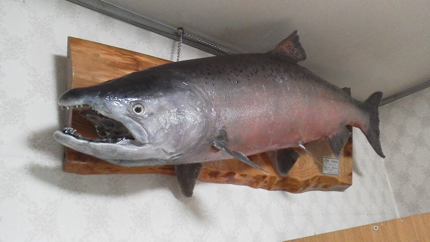 魚屋 天然堂　観音崎あにぷら深謝🙇 tweet media