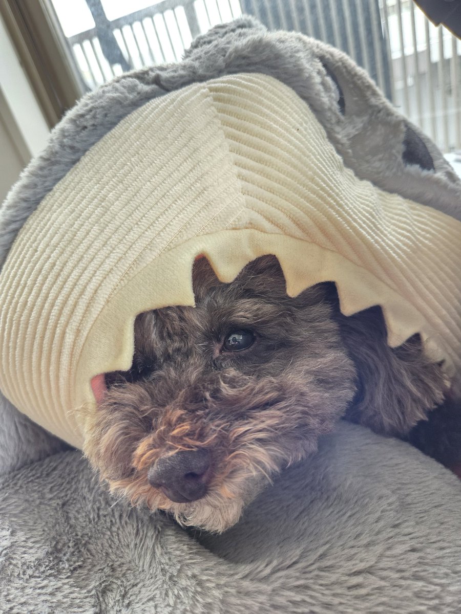 大野 朋来 tweet media