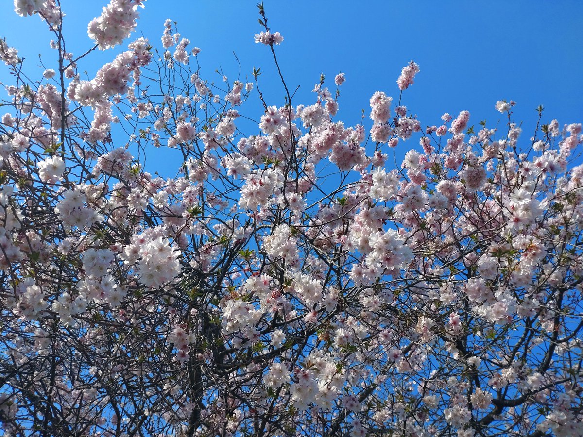 泣き虫のサリー tweet media