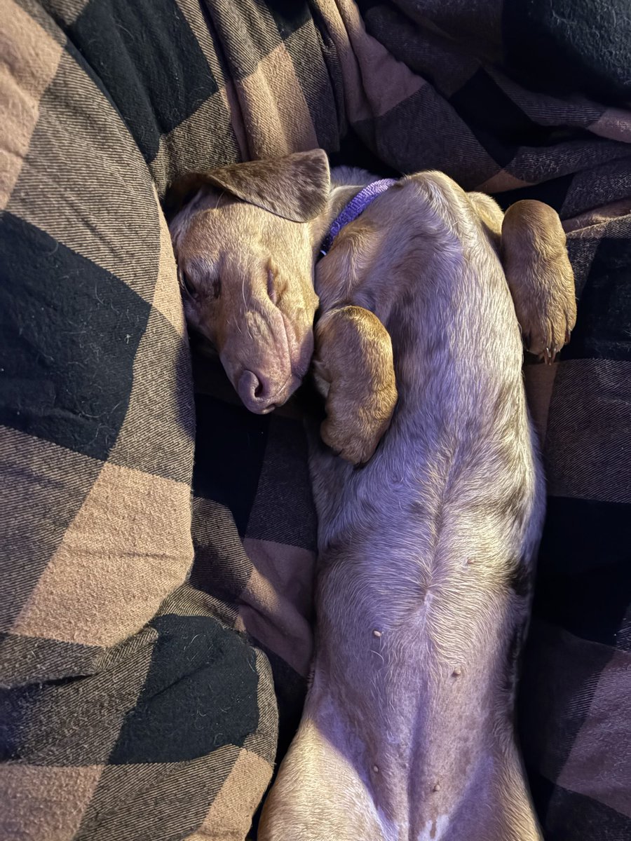 Democrat-Animal Lover-Democrat, He/Him/His tweet media