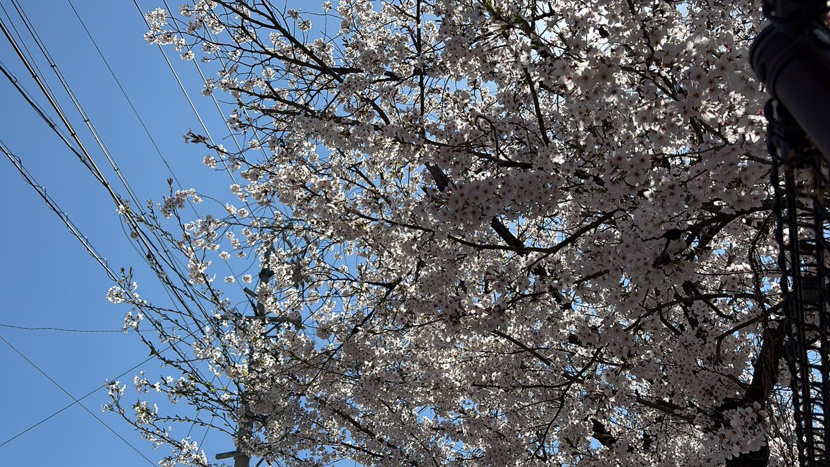 Miyamoto tweet media