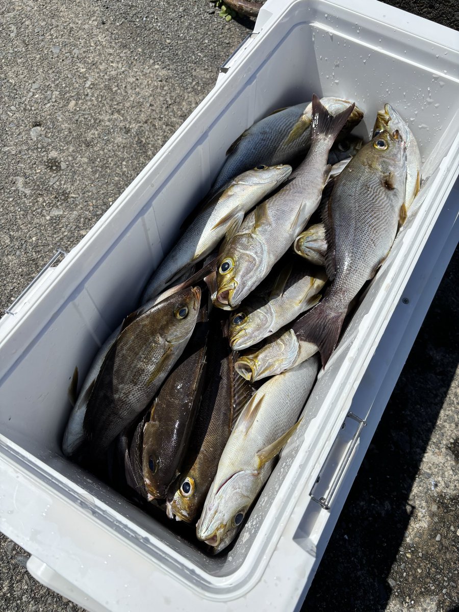 toco_FISHING's tweet photo. 御前崎沖のコマセ五目の釣果は…
イサキが23匹！！！
ポイントを移動しつつマダイ等も狙ったのですが…今日はイサキDAYでした！

#愛lovefish https://t.co/TUwMcFyePb
