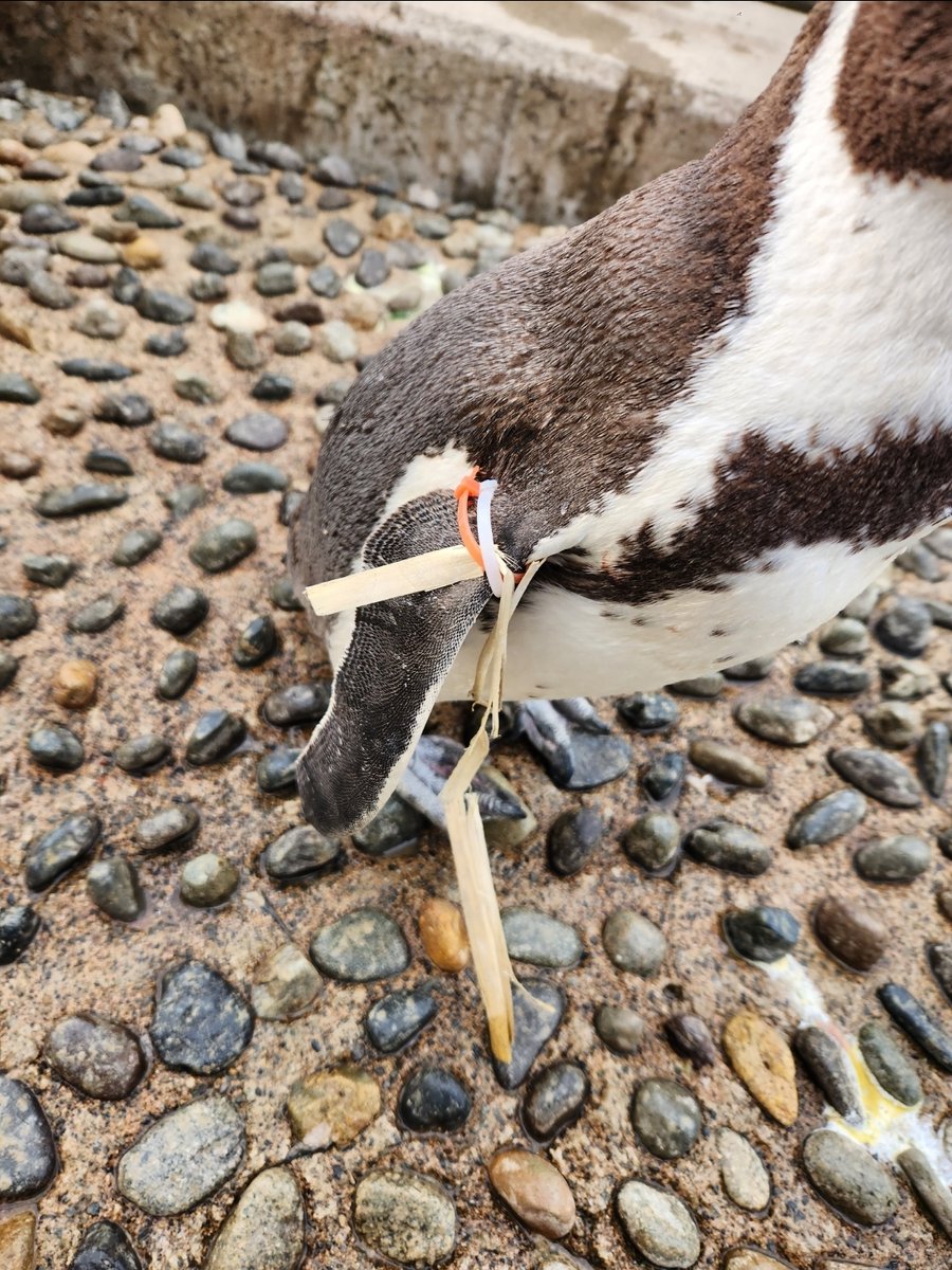 越前松島水族館 tweet media