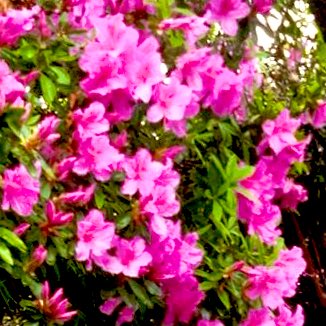 #モチコズハウス tweet media