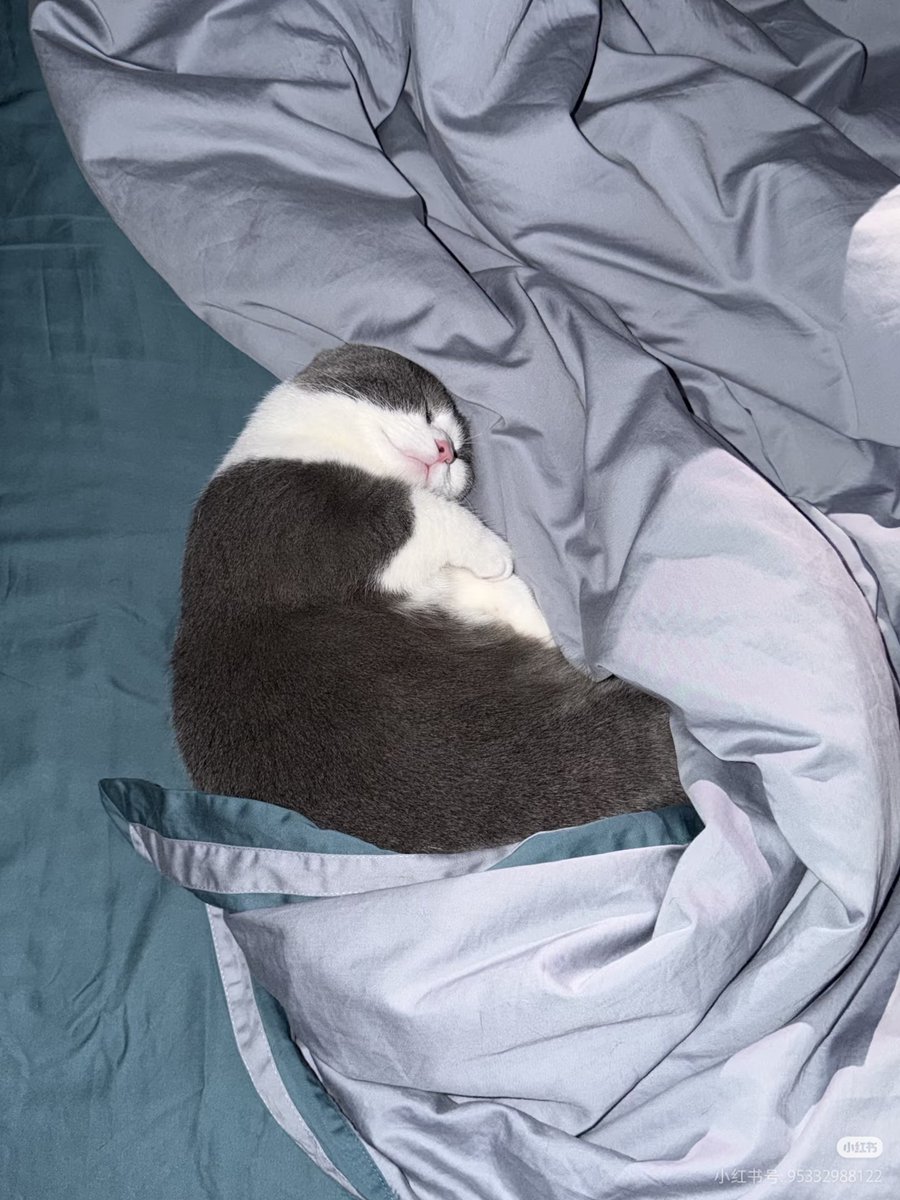 想当一只猫(互fo🇨🇳) tweet media