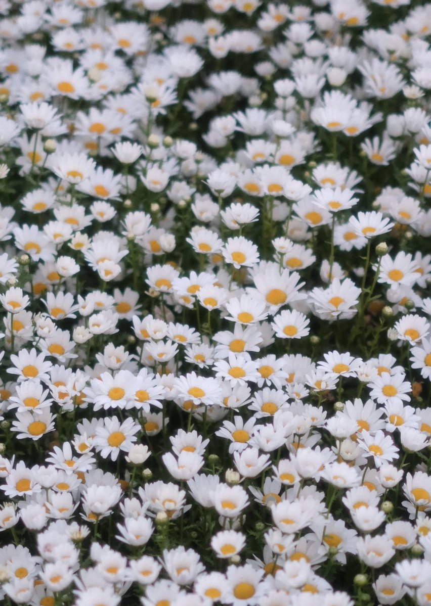 春希 📷 花 tweet media