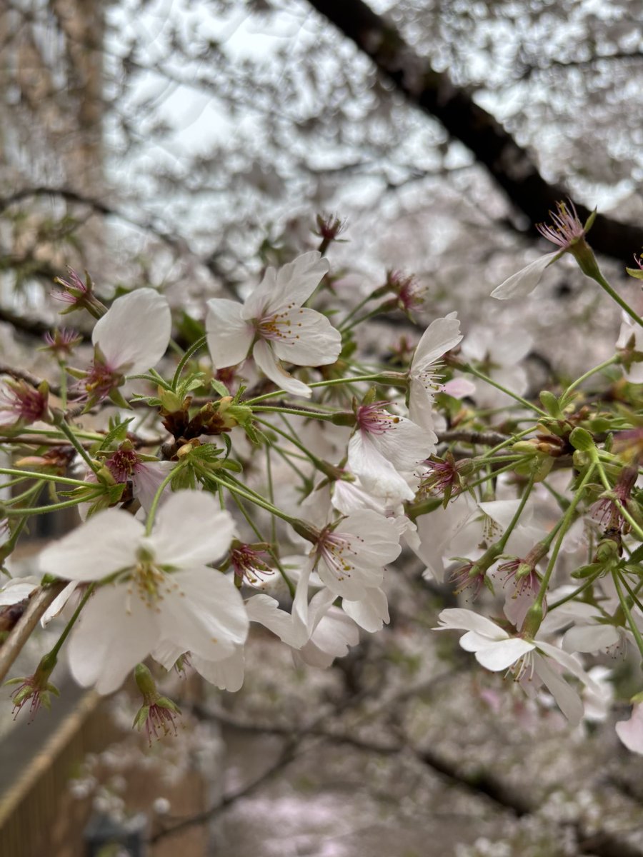 しらべ@ワンダーパーラー tweet media