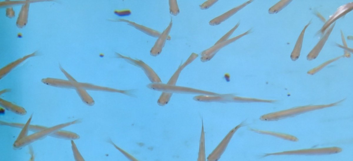 HimalayaTouch_'s tweet image. Xizang achieved the first full artificial breeding of Oxygymnocypris stewartii in March, producing stable second-generation fry and boosting conservation of endemic fish species in the Qinghai-Tibetan Plateau's high-altitude aquatic ecosystem.
 #AquaticConservation