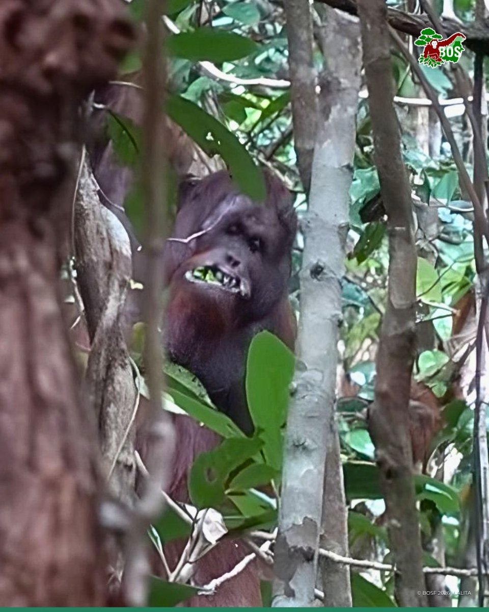 BOS Foundation tweet media