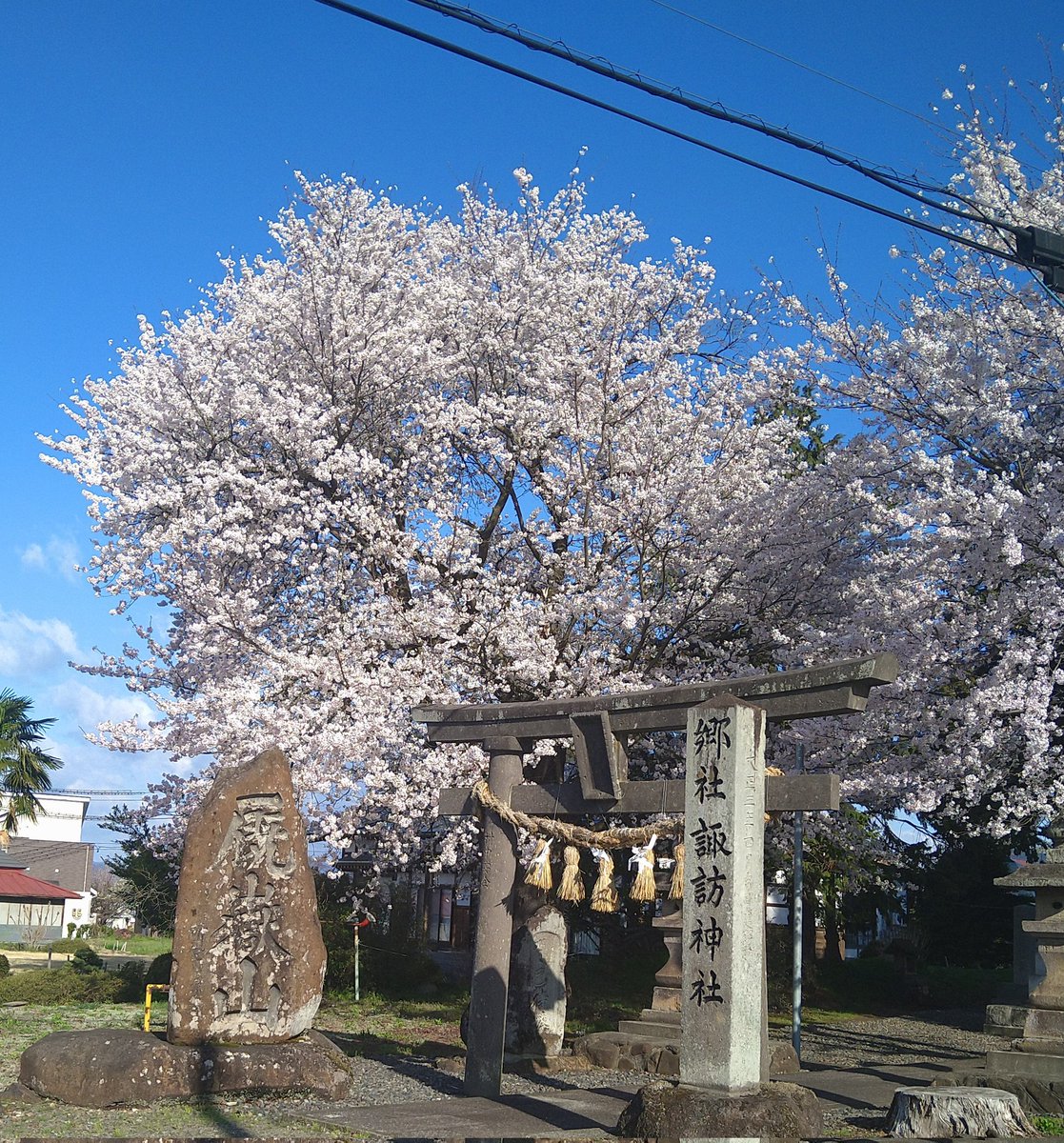 NARUTO16473273's tweet photo. 2026/4/8 am7:35 🌸見頃
 #空ネット
 #塩川町諏訪神社
 #駒形さくら八景
 #団長の想い https://t.co/SCMsqd6Hjc