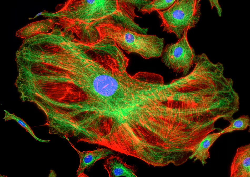 rust_ruslan's tweet image. 🔬 Do you love microscopy and working with imaging data? We have a new seed funding opportunity in biomedical imaging and optics 🔬

This call supports creative and exploratory projects across areas such as optical imaging, fluorescence and bioluminescence, photoacoustics, Raman