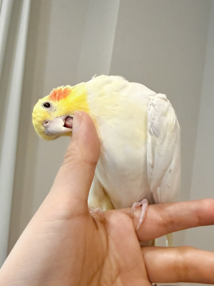 ピヨ彦とかいぬし｜むしゃのん tweet media