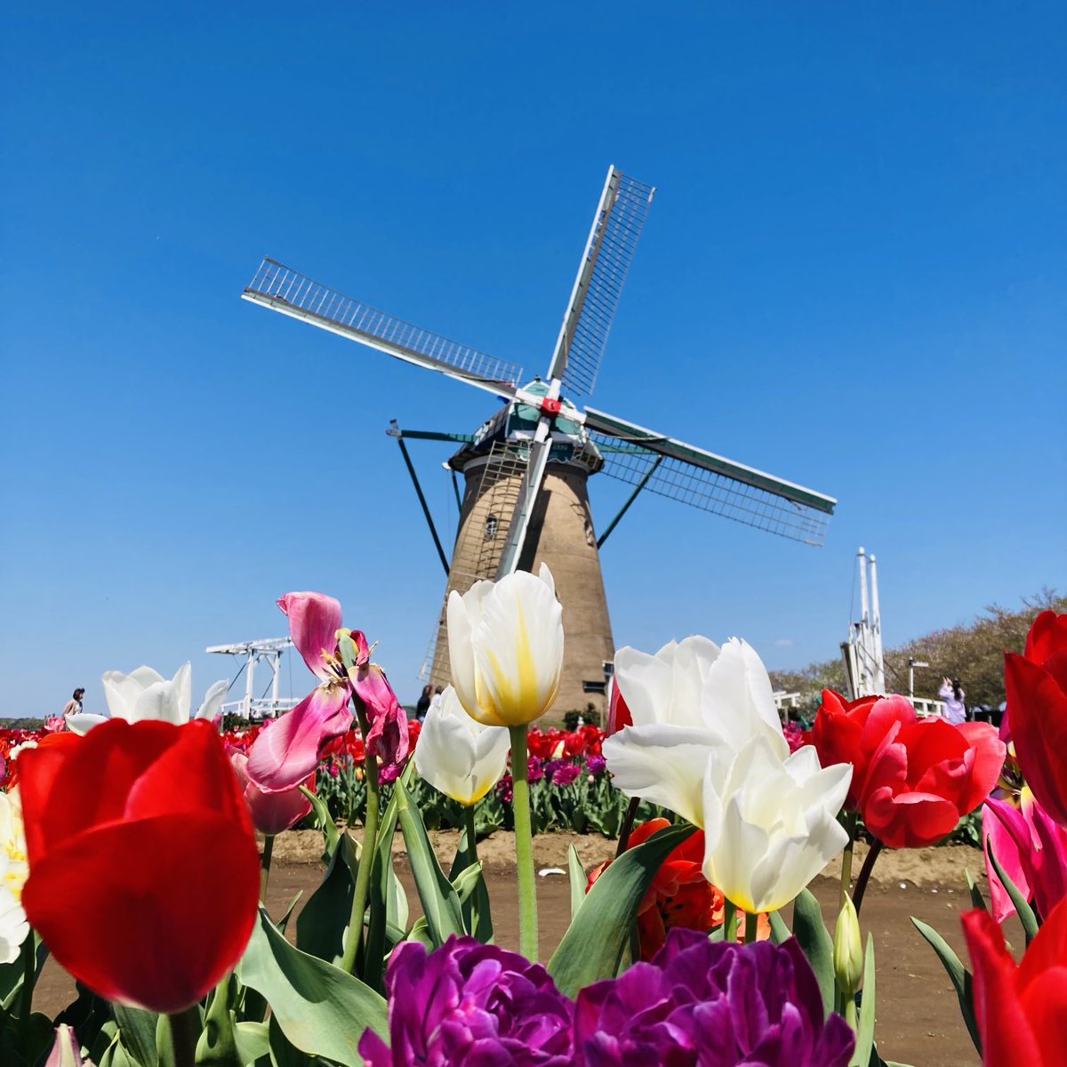 千葉県佐倉市の印旛沼にある風車を見に行ってきました
いつもはチューリップ祭りで大混雑なんですけど、今年は工事で一部だけの栽培という事で、のんびりでした