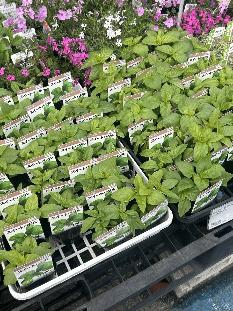 MAI@静岡グルメとお酒 tweet media