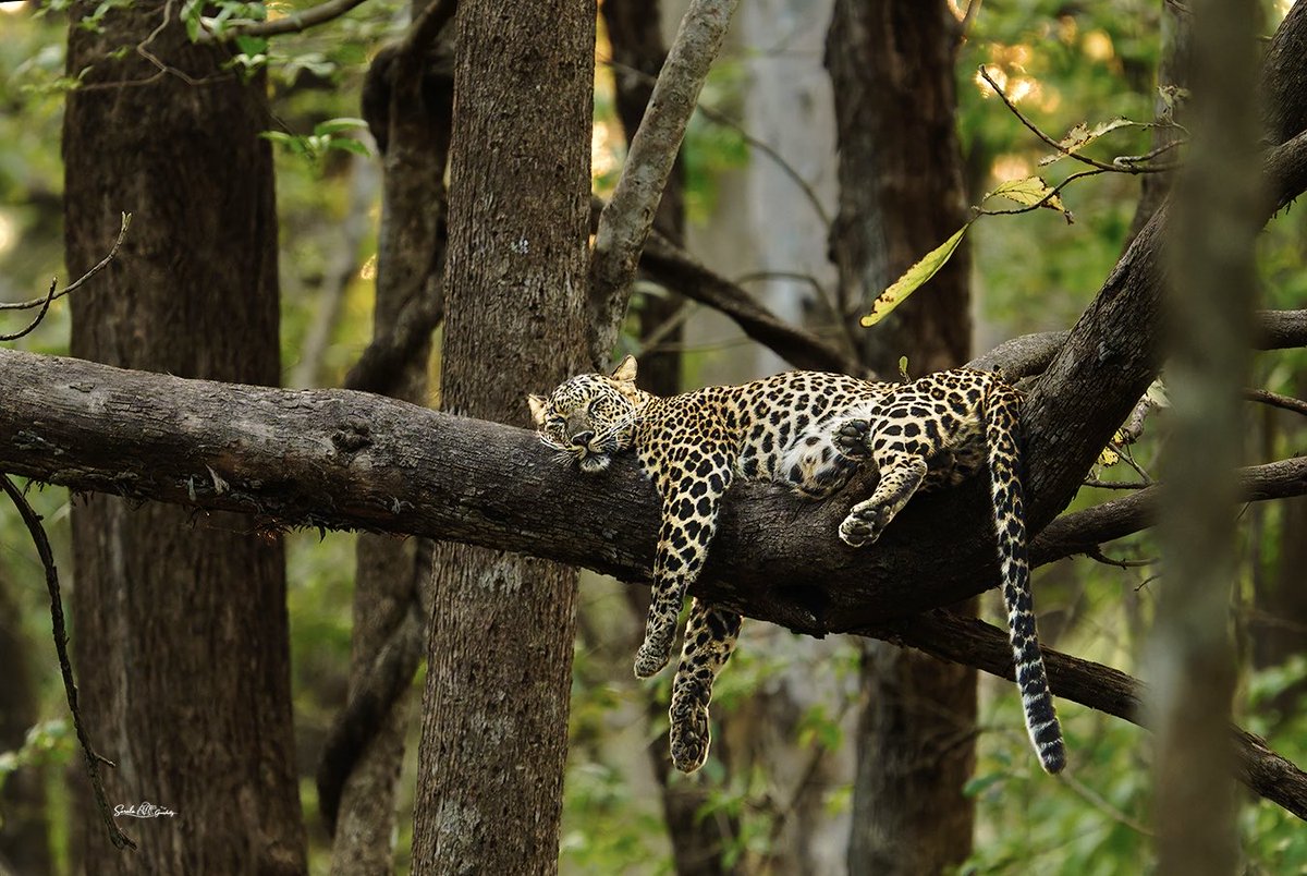 wildlife_sg's tweet photo. A quiet moment of the jungle, a wild soul rests peacefully in the lap of a branch, untouched, unbothered by its surroundings, while the sun stands guard in a soft golden glow!!

Nikon Gear 📷!!

#leopard #sunsetphotography #wildlifephotography #nikonphotography https://t.co/plvh4mRI3j