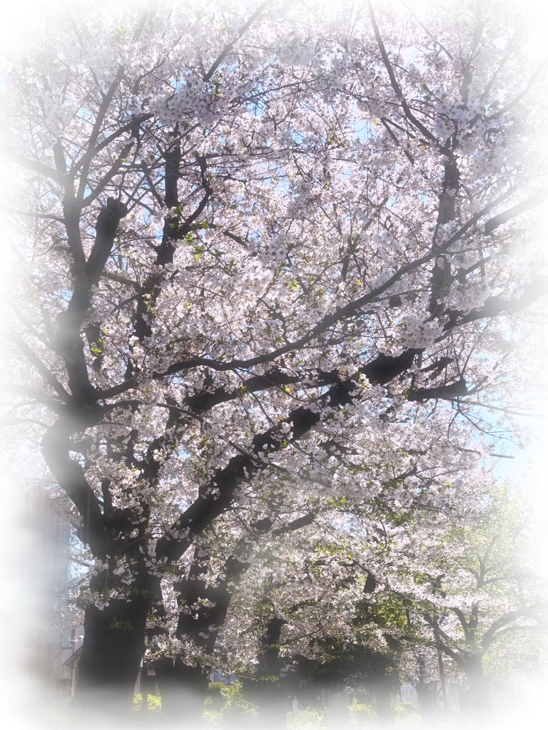 天ノ咲ねん🧲✨新人Vtuber！企画系Vtuber！ tweet media