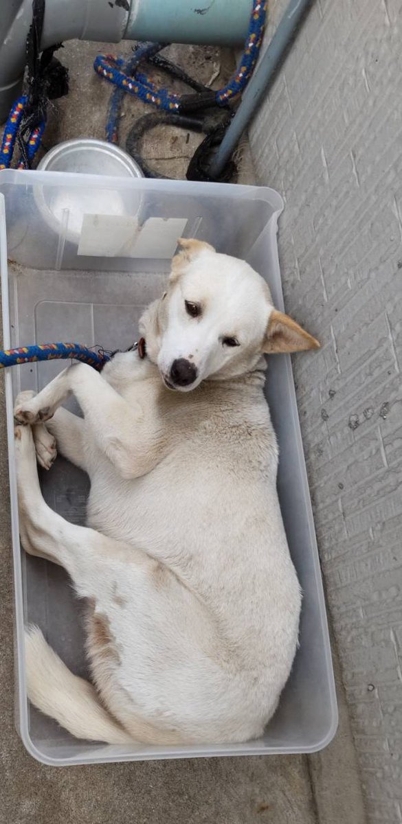 守月恭介（キョロー） tweet media