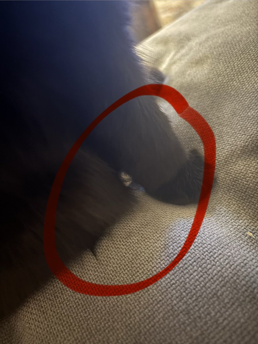 𝓯𝓻𝓮𝓪𝓴𝔂 frank langdon of edtwt tweet media