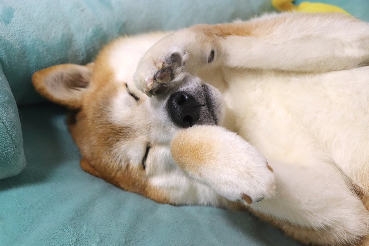 柴犬テツ tweet media