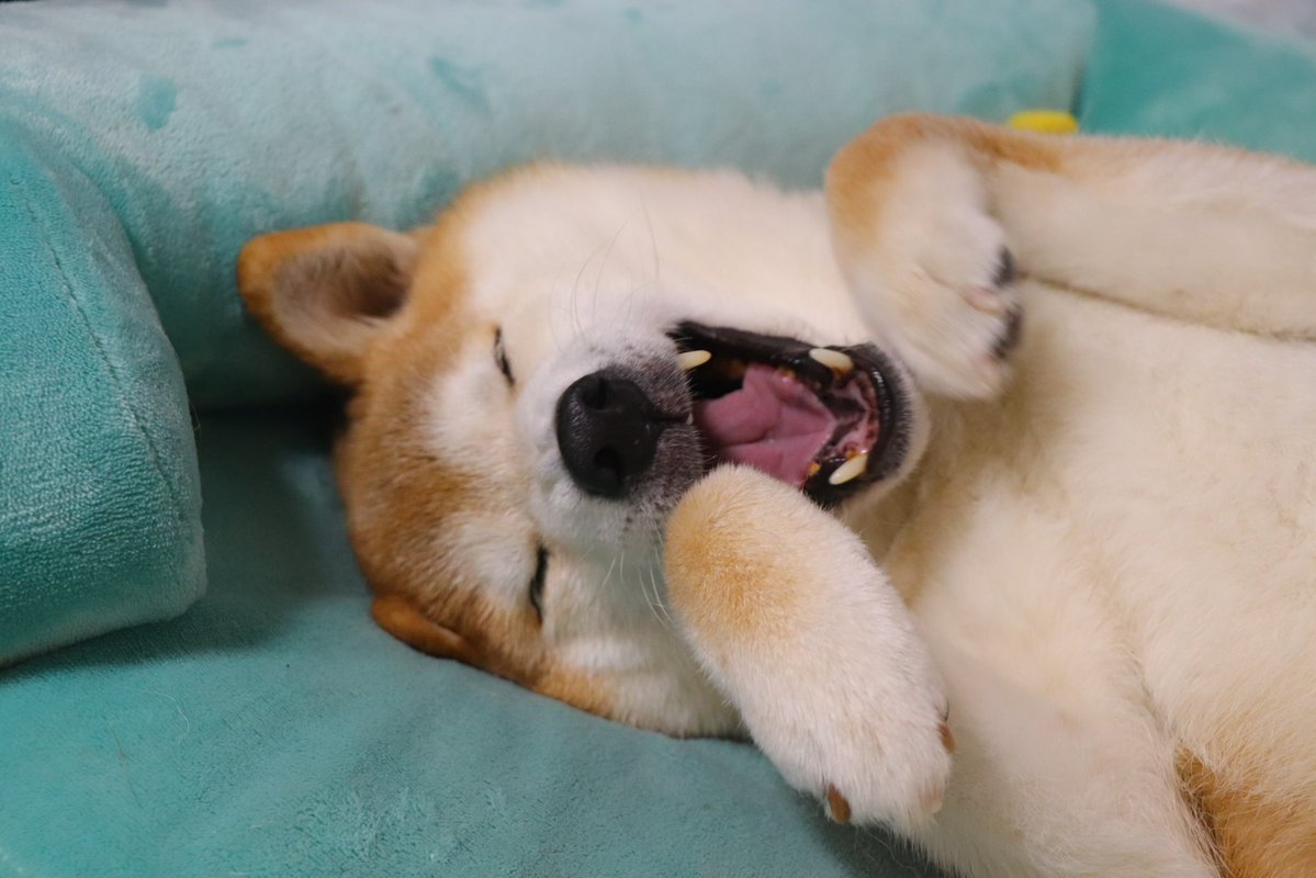 柴犬テツ tweet media