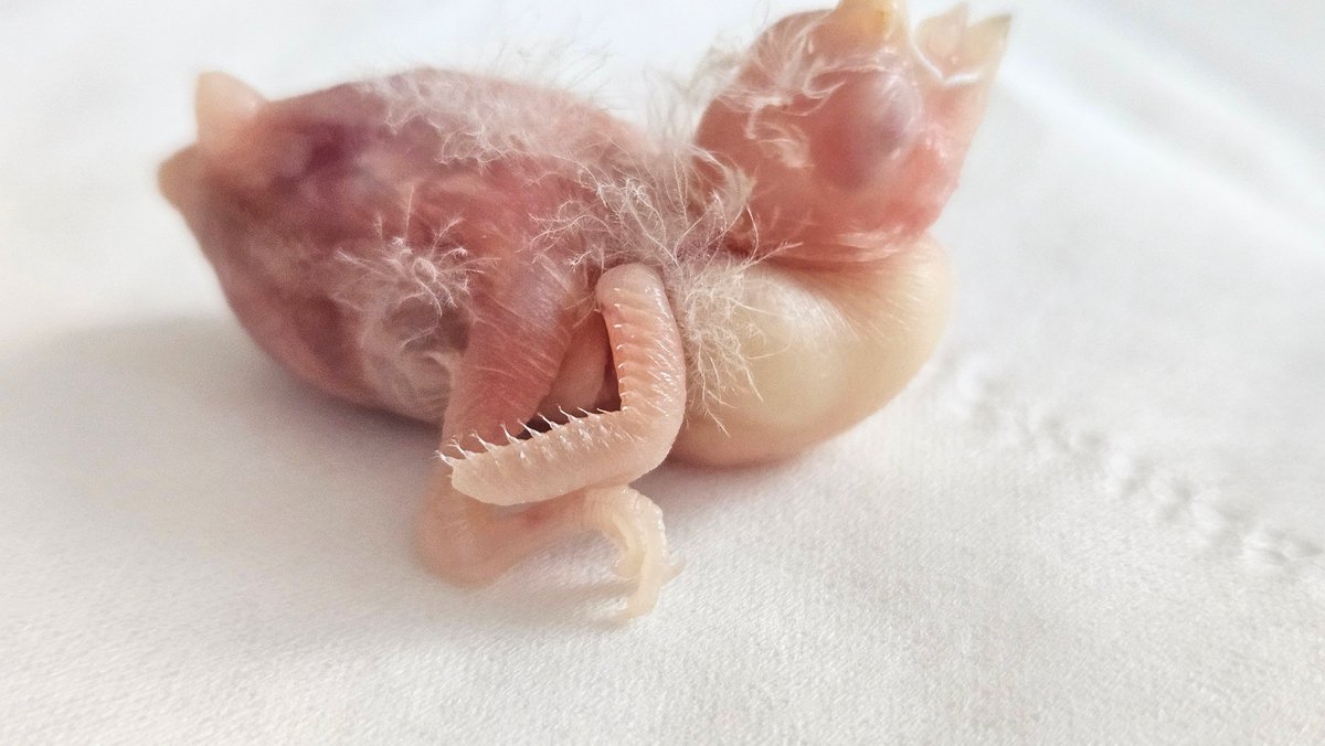 ごま と あんこ さし餌中🍼 tweet media