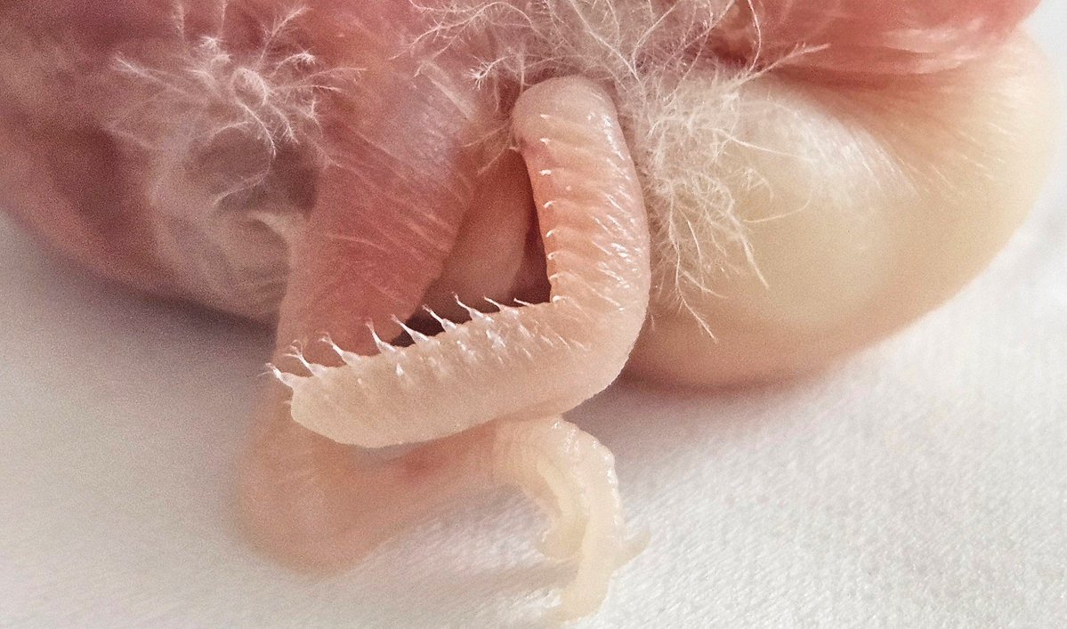 ごま と あんこ さし餌中🍼 tweet media