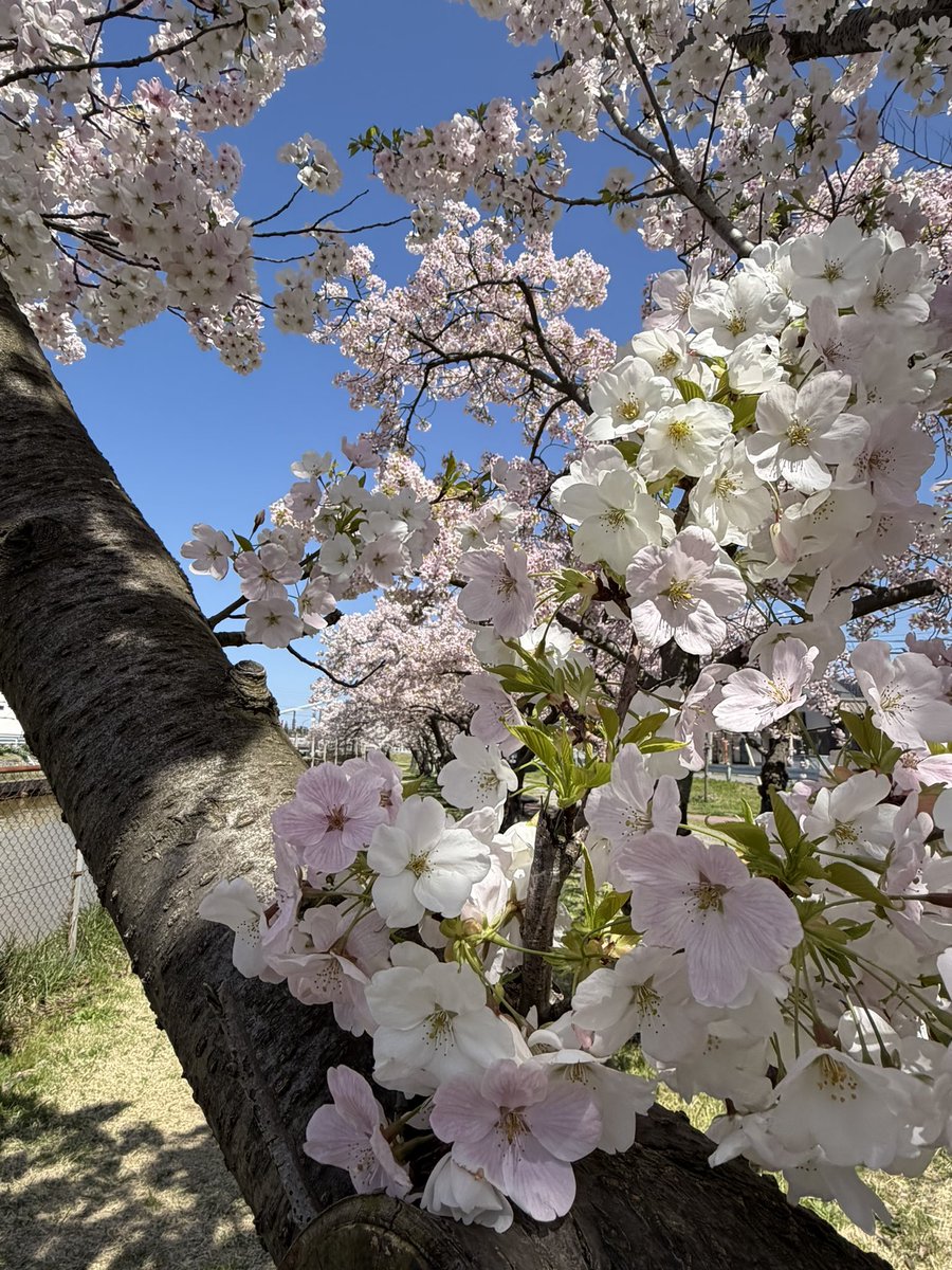 まりん🐢🎁🐰🫧 tweet media