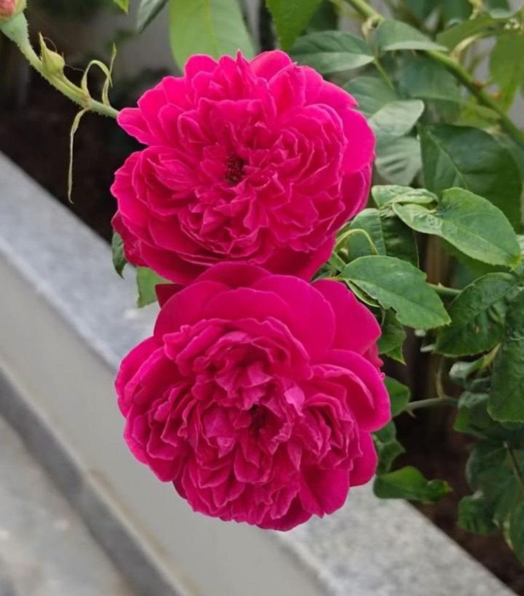 أم قصي 🇦🇪💚💚 tweet media