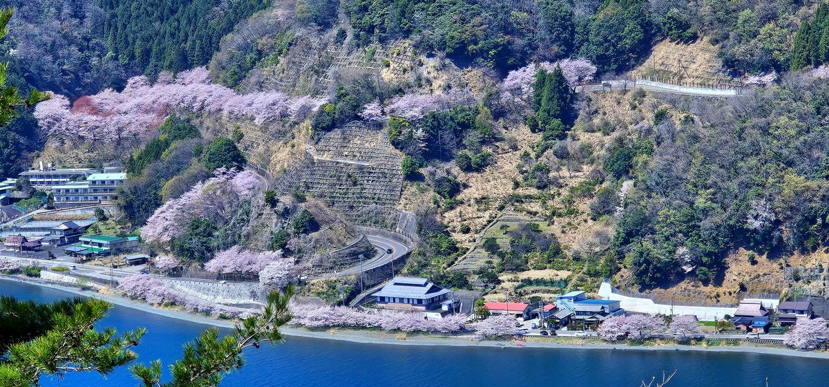 TATSUYA31246625's tweet photo. 今日は奥琵琶湖🌸
#桜 https://t.co/iE9uNLPGIY