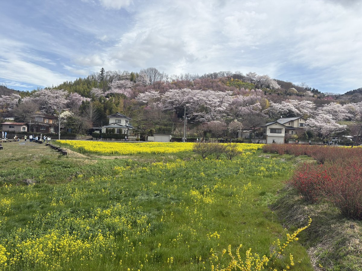ibrgkko's tweet photo. お花見🌸ドンピシャで来れた〜🥰 https://t.co/WyIedMv9Wq
