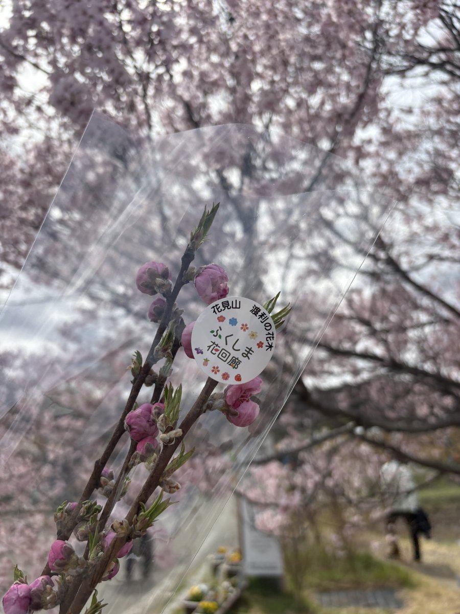 ibrgkko's tweet photo. お花見🌸ドンピシャで来れた〜🥰 https://t.co/WyIedMv9Wq